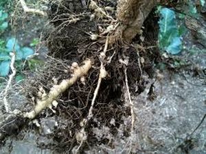 uploads/images/pest/cauliflower nematodes.jpg